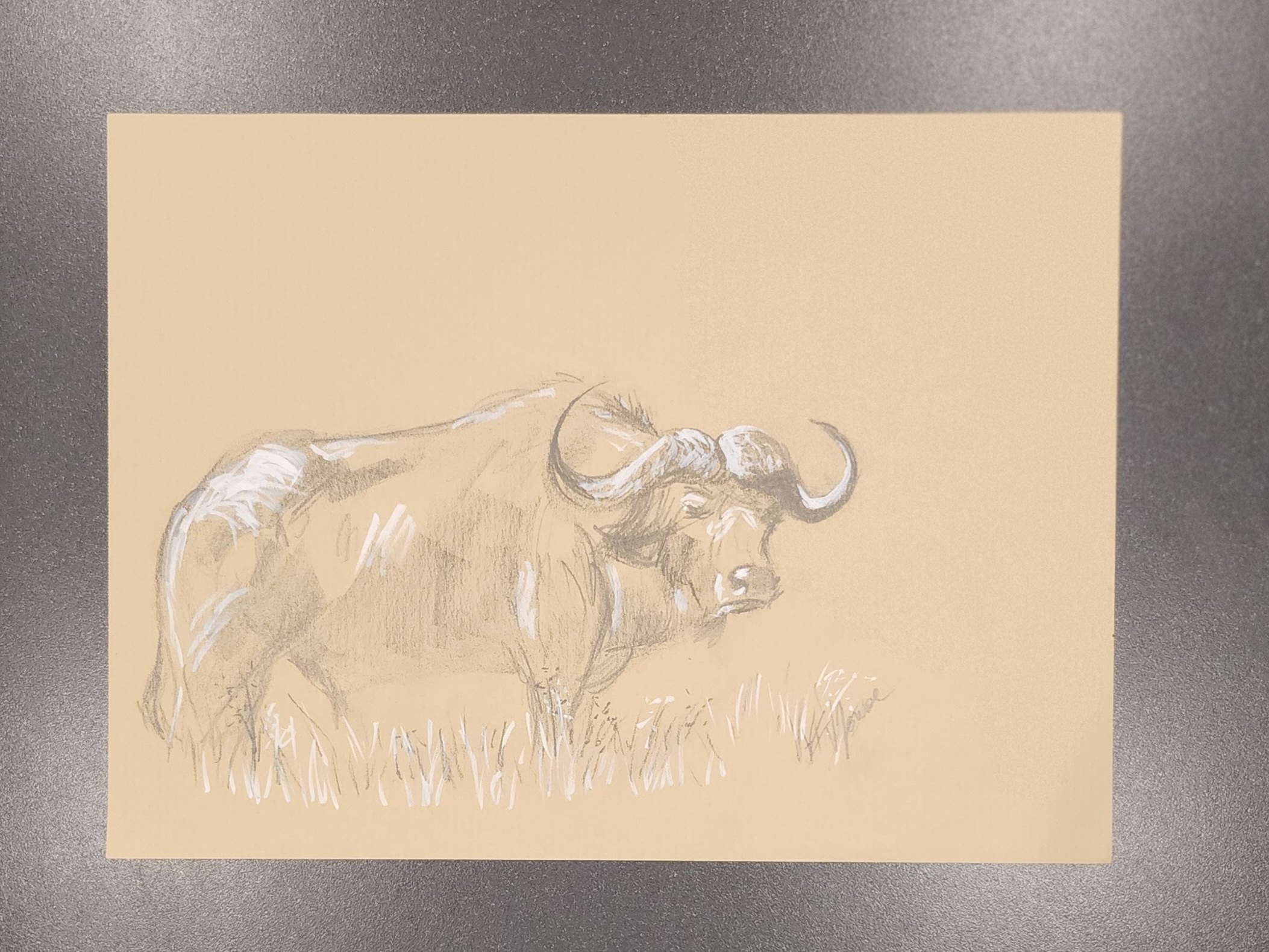 Buffle — mine graphite et feutre acrylique , œuvre originale de Virginie Jousse