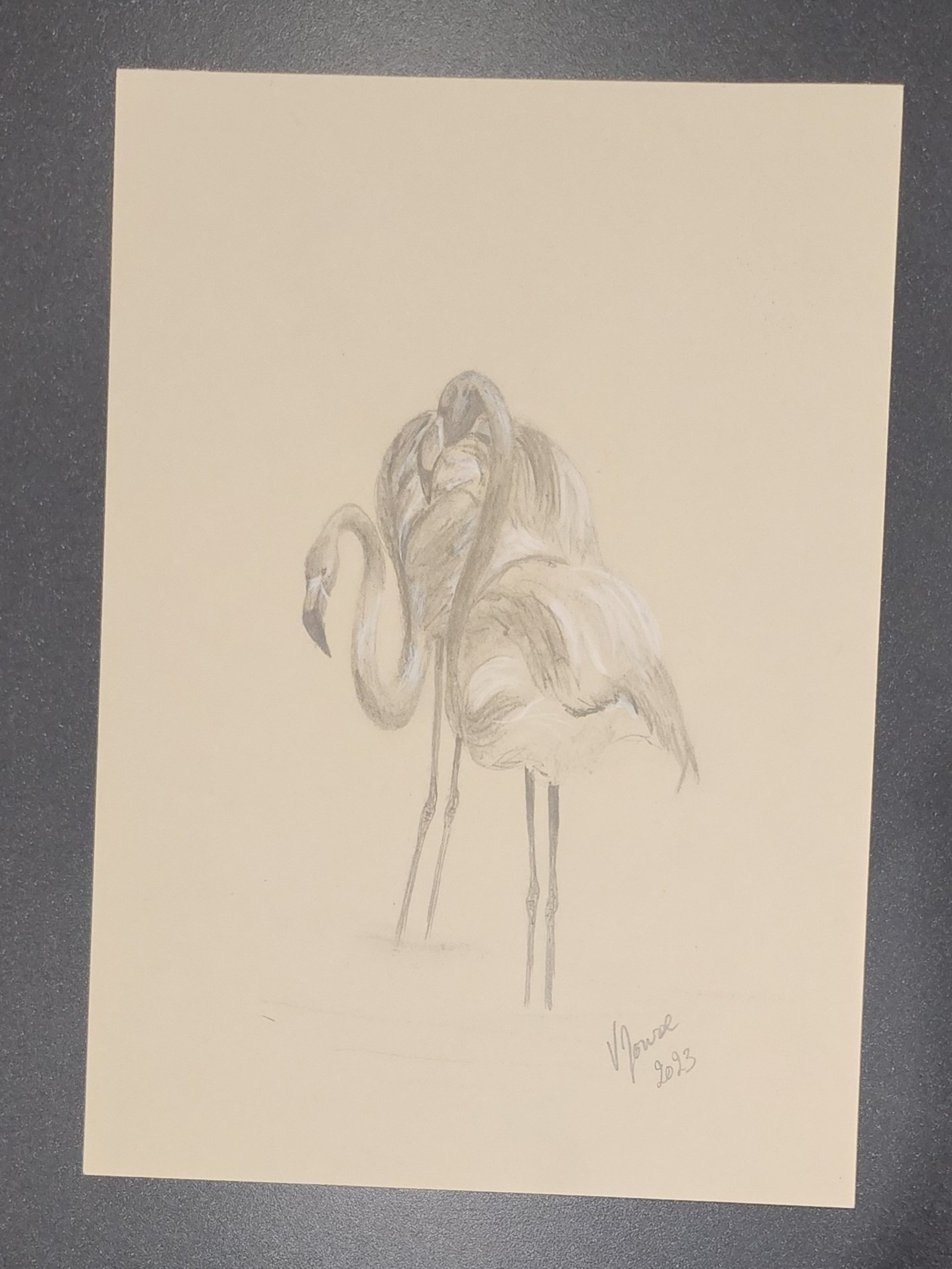 Duo de flamants roses — graphite et pastel , œuvre originale de Virginie Jousse